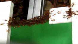 Ants Use Their Bodies to Build Bridges in the Air