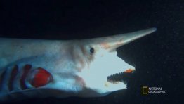 Boop! Goblin Sharks Have a Huge Snoot and Extendable Jaws