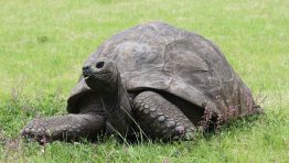 190-Year-Old Pansexual Tortoise King Is Oldest Living Land Animal