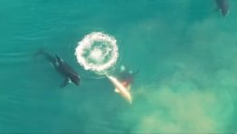 Killer Whales Eat a Great White Shark in Stunning Drone Video