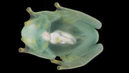 Glassfrogs Hide Their Blood to Turn Transparent and Stay Safe from Predators